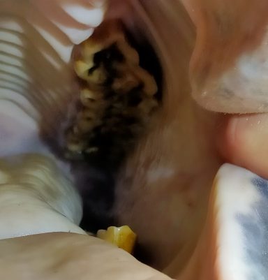 Scherpe haken op kies en blaartjes aan de wangen